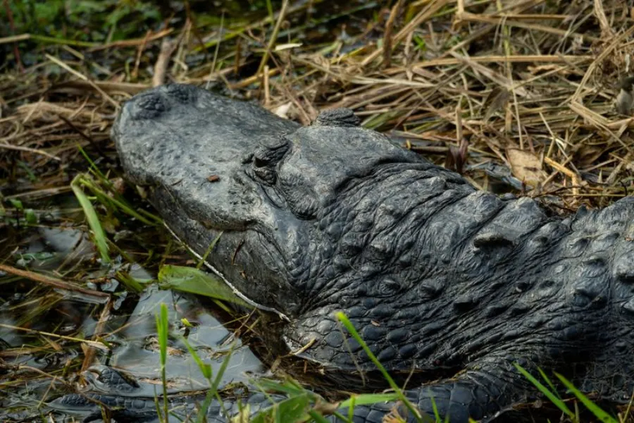 Alligatoren, Everglades