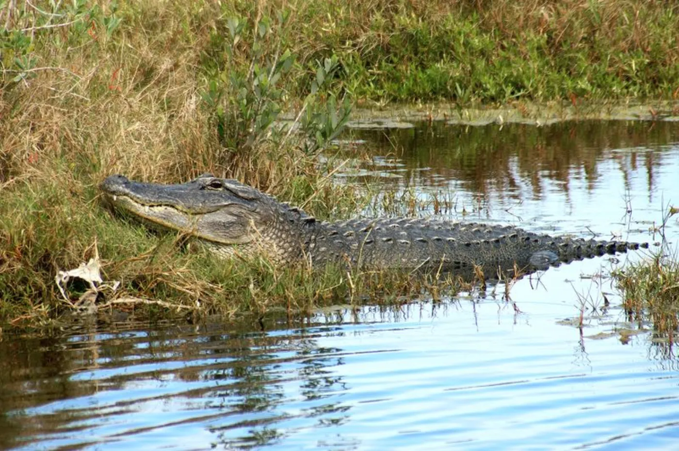 Everglades