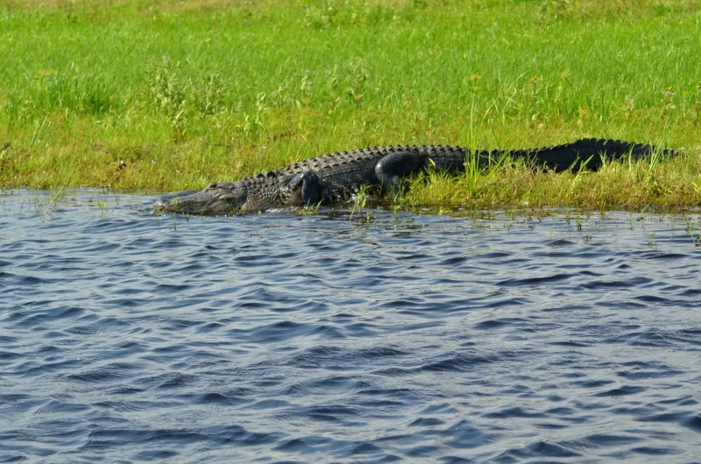 Everglades