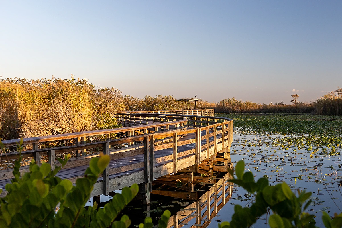 Anhinga Trail und Tierwelt, Everglades
