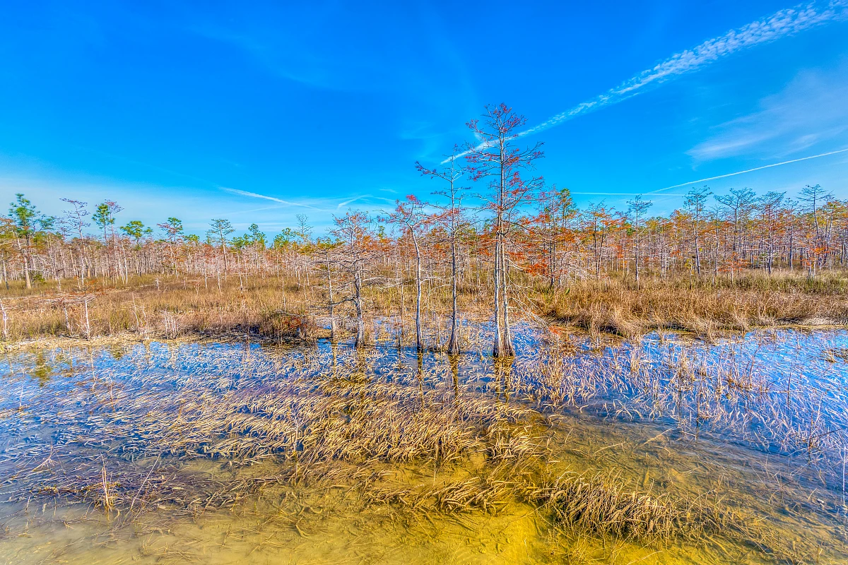 Das Sägegras-Meer der Everglades, das River of Grass.