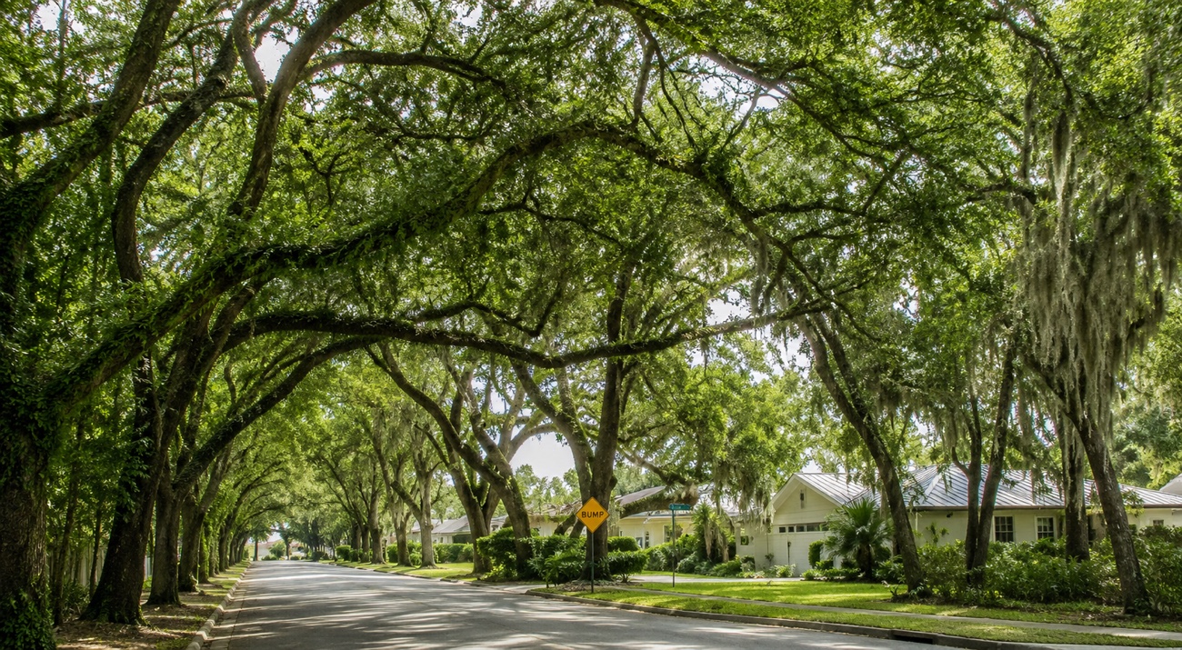 Damals 1991: die von Eichen und Spanish Moss überwölbte Straße in St. Augustine