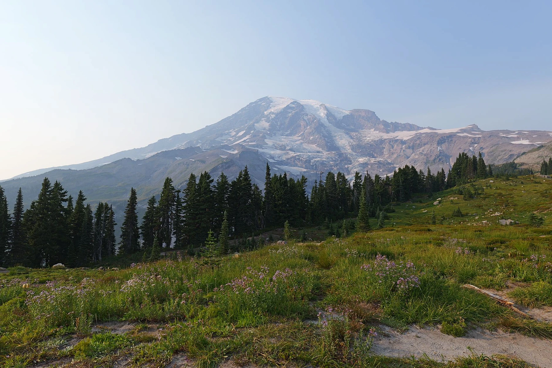 Mount Rainier über blühenden Bergwiesen.
