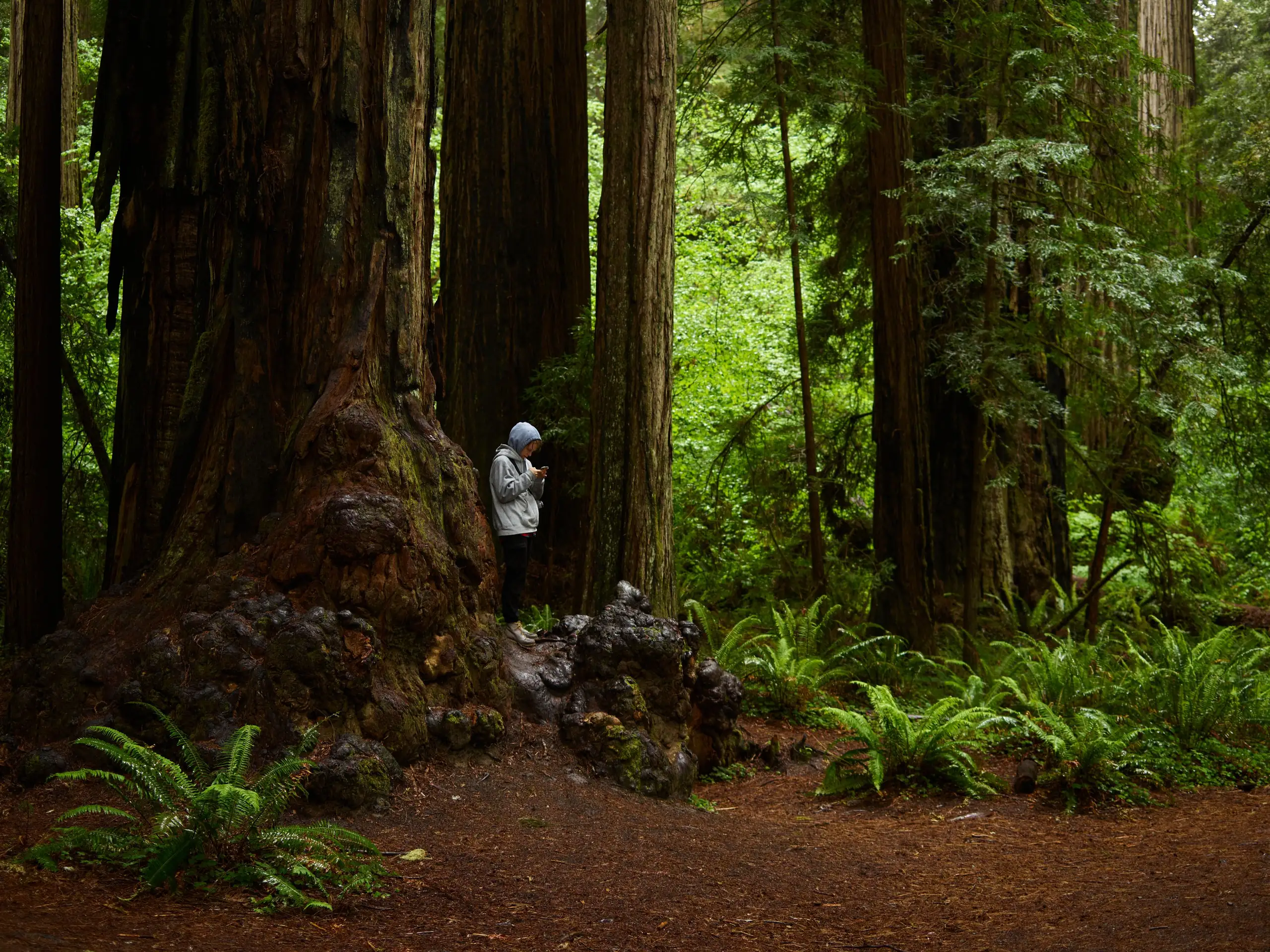 Redwood National Park