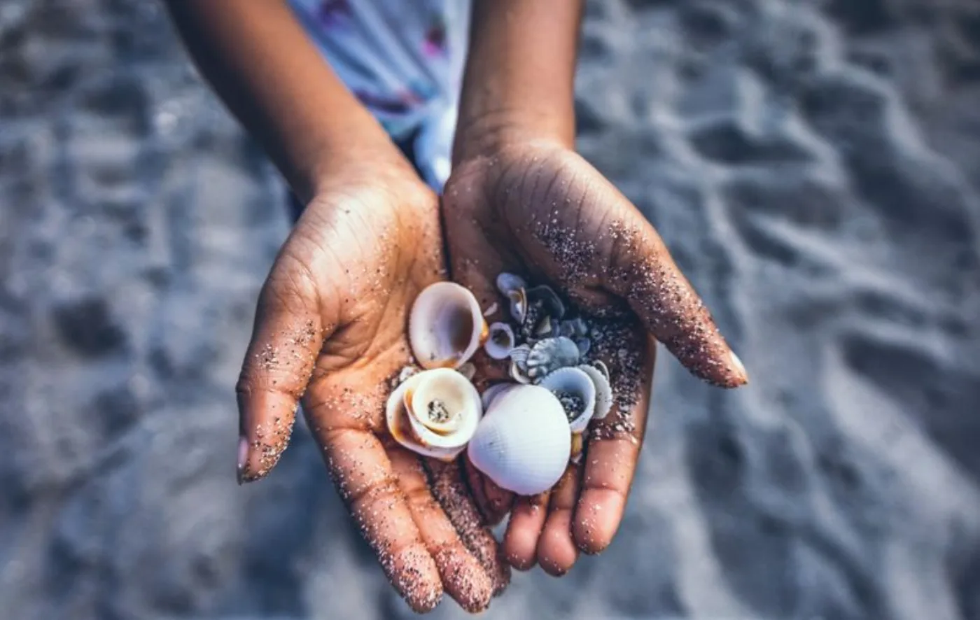 Muscheln am Strand von Sanibel, der berühmten Muschelinsel.